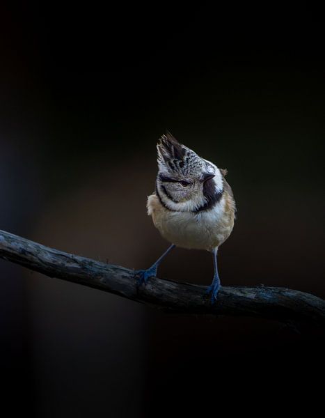 Crested tit by arnemoonsfotografie