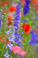 Ridderspoor en klaprozen