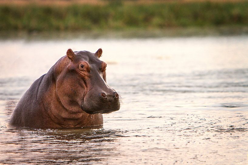 Hippopotame dans la rivière par Geke Woudstra