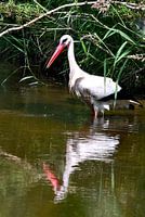 Stork in river