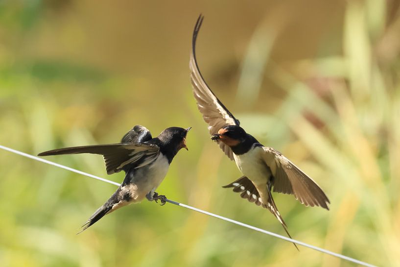 Zwaluwen van Rinnie Wijnstra (FotoAmeland )