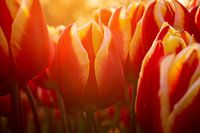 Tulipes rouges et jaunes dans la lumière du soir