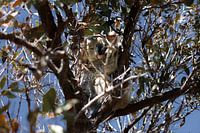 Koala sauvage assis dans un arbre en Australie