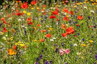 Field bouquet with a beautiful color palette of wildflowers
