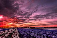 Flower field sunset