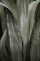 Karibischer Kaktus | Curaçao, Antillen