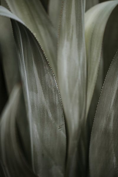 Karibischer Kaktus | Curaçao, Antillen von Trix Leeflang