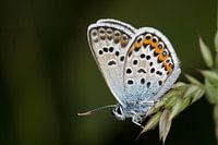 Heideblauwtje (Plebejus argus)
