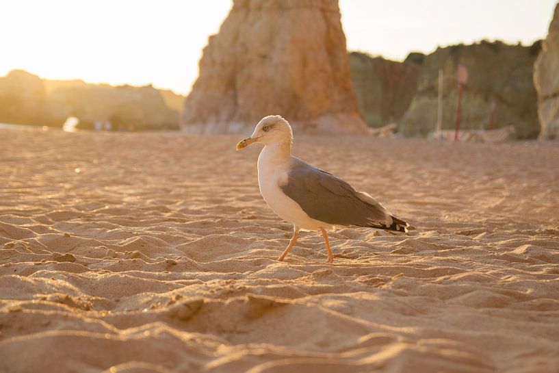 Seagull, Algarve Portugal. par André Hamerpagt