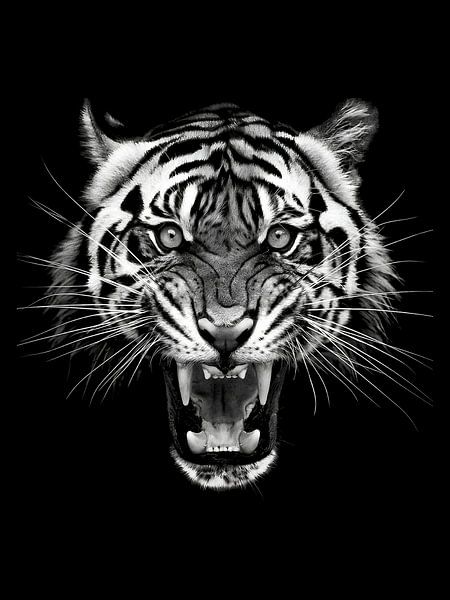 Tijger van Yoga Pranata