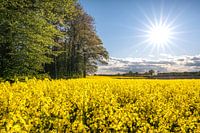 Blühender Raps in Schleswig-Holstein, D