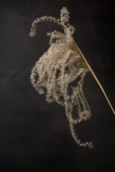 Fluffy ornamental grass plume standing out against anthracite wall by Mayra Fotografie