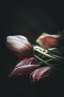 Fading Glory, Nature morte aux tulipes Fine Art