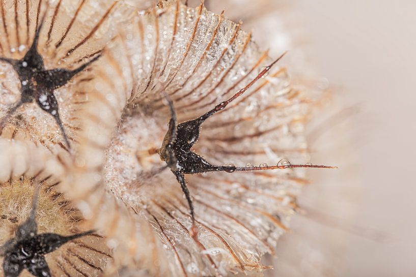 Een klein stukje van gedroogde Scabiosa van Marjolijn van den Berg
