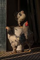 Le coq avec ses poulets