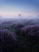 Blühendes Heidekraut