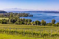 Weinberg bei Unteruhldingen am Bodensee