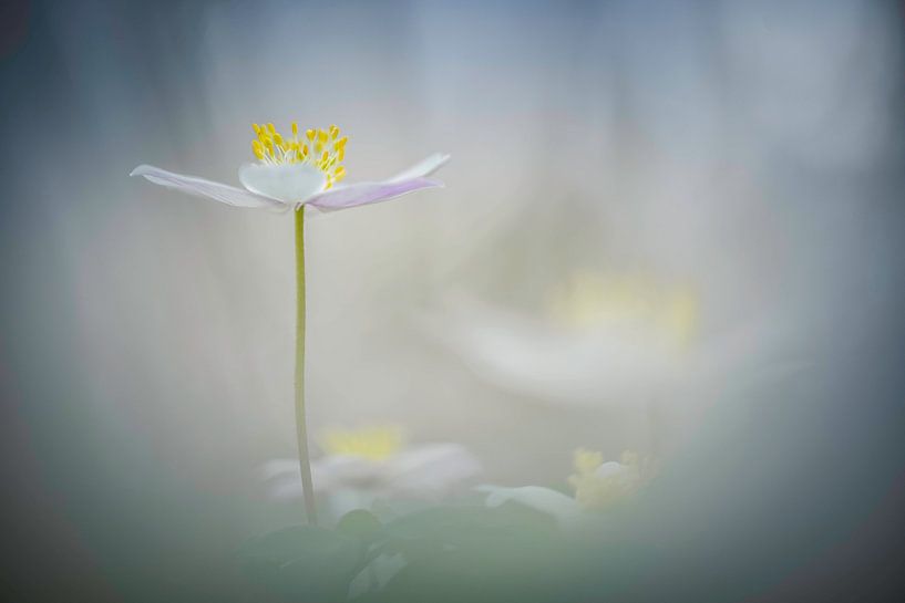 Wood anemone by Miranda Rijnen Fotografie