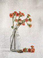 Stillleben mit Textur - Kalanchoe