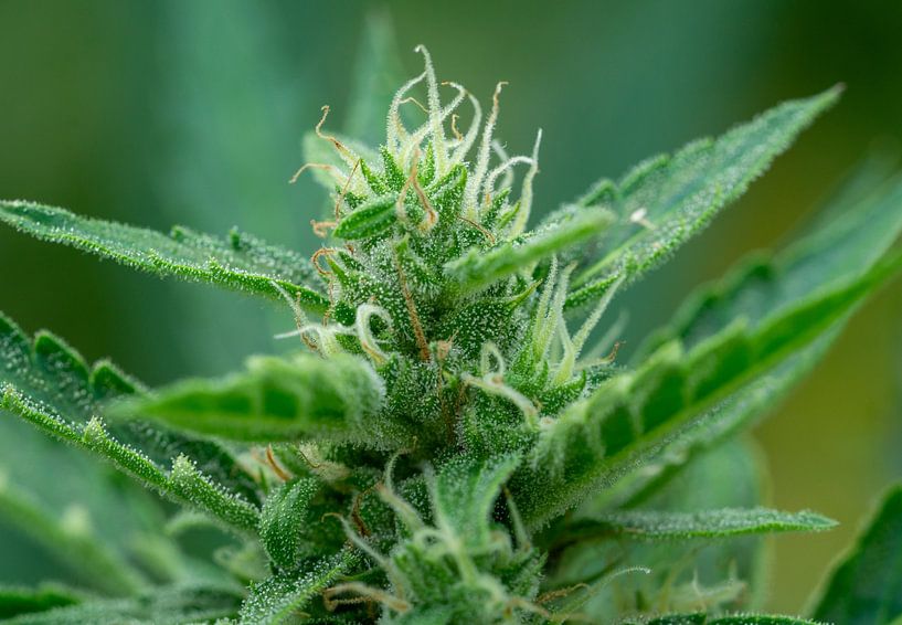 Marijuana plant in full bloom with pollen by Animaflora PicsStock