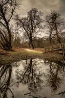 Vorfrühling im Auwald