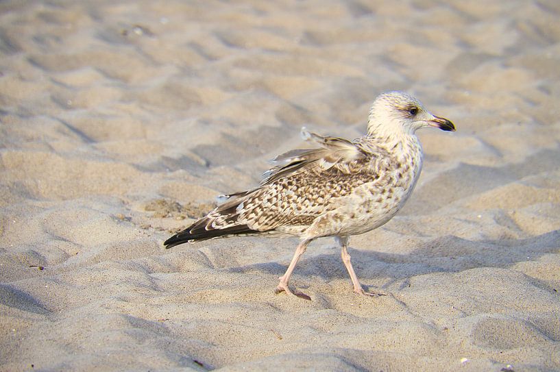 Möwen am Strand an der Ostsee. von Martin Köbsch