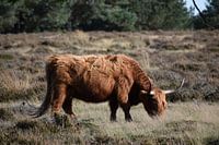 Schottische Hochlandheide