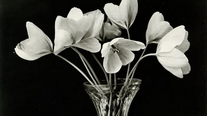 Tulips in vase by Franka Poulain