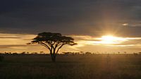 Sunrise in Africa on the savannah in Tanzania