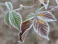 Bevroren en gekleurd Bramenblad