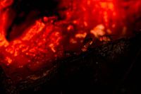 Fruitvliegjes in lava