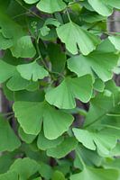 Grüne Ginkgo biloba Blätter im Frühjahr