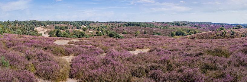 lila Heidekraut auf der Posbank von eric van der eijk