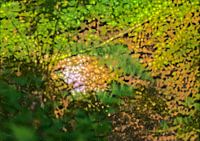 kleiner Bach im Wald