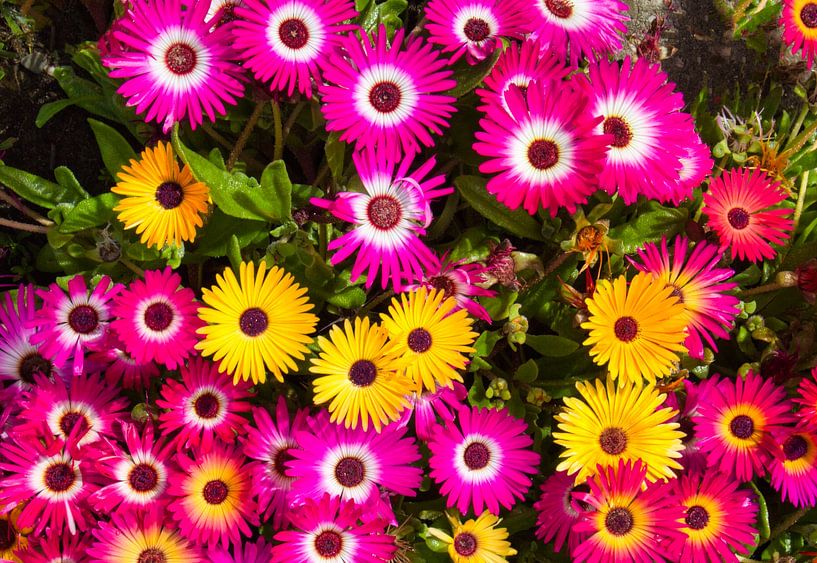 Fleurs de glace colorées par Natuurpracht   Kees Doornenbal