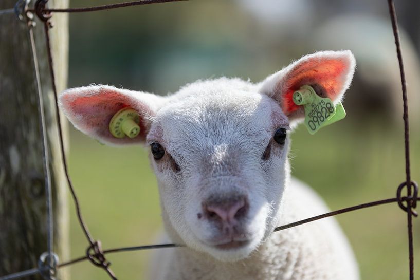 Texel lamb / Lamb by Ricardo van den Brink