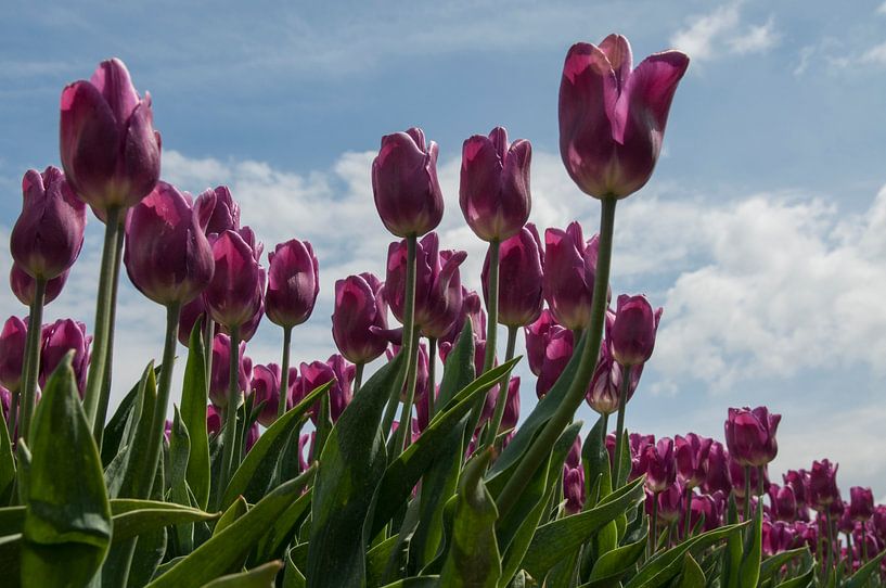 paarse tulpen op het veld par ChrisWillemsen