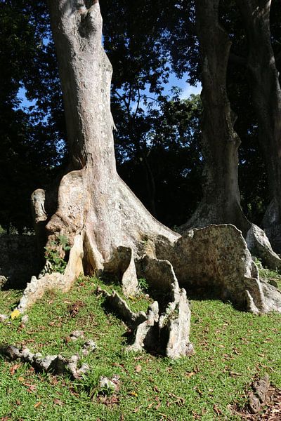 wortels von Wilma Hage