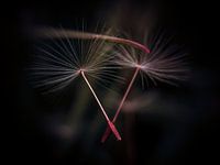 Graines de pissenlit