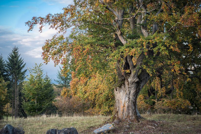 Old copper beech by Jürgen Schmittdiel Photography