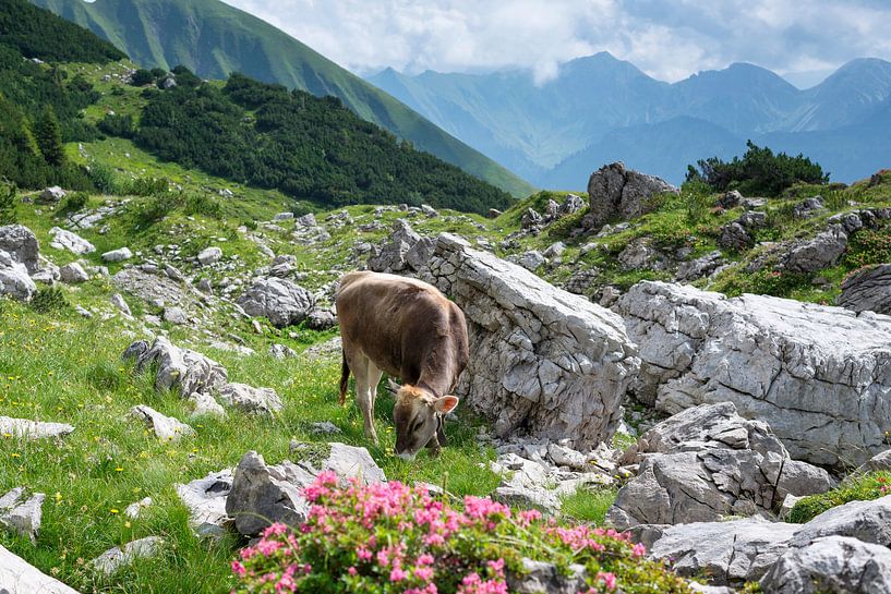 Zwischen Fels und Freiheit: Ein Jungvieh im Herzen der Allgäuer Alpen von Walter G. Allgöwer