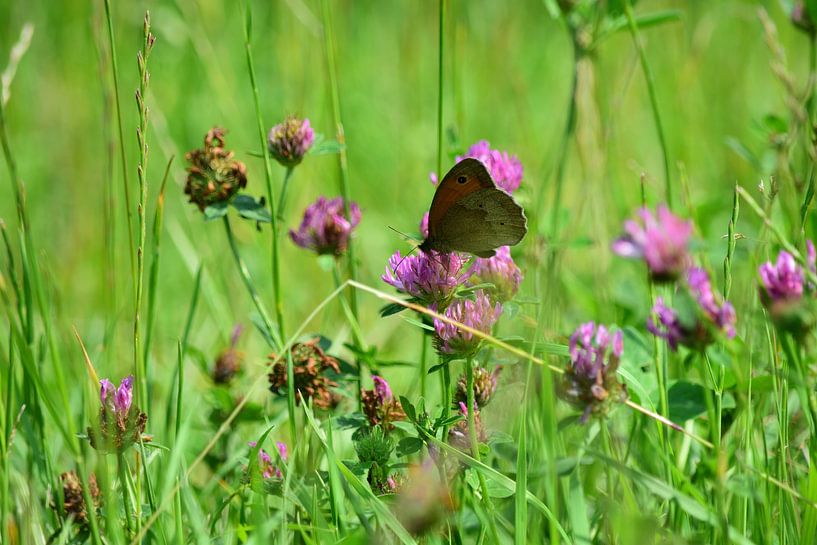 Un papillon sur une fleur dans l'herbe par Gerard de Zwaan