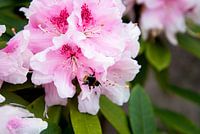rhododendron