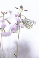 Schwebende Sanftheit