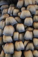 Collection de champignons