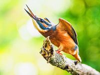 Kingfisher on the defensive