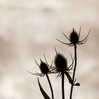 Silhouette of a thistle with tile light