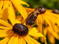 Wilde vlinder op een gele zonnehoed