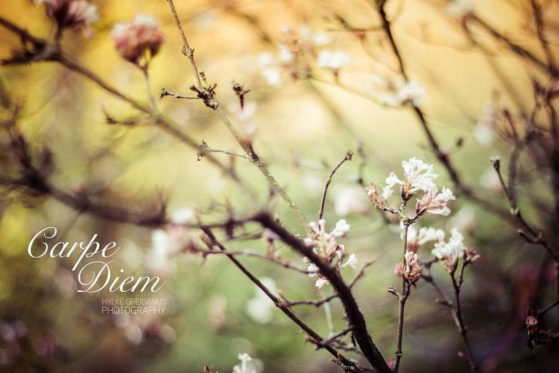 Carpe Diem Flowers von Hylke Greidanus