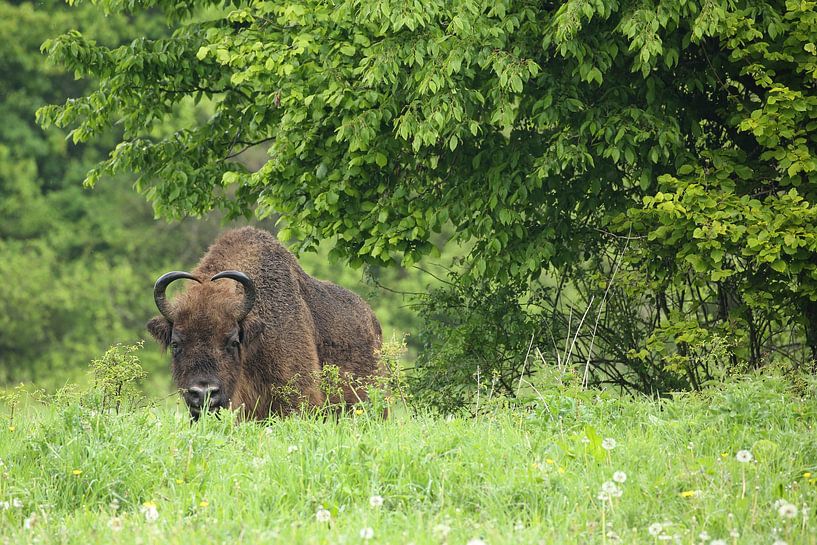 Porträt eines europäischen Wisents von Ronald Pol